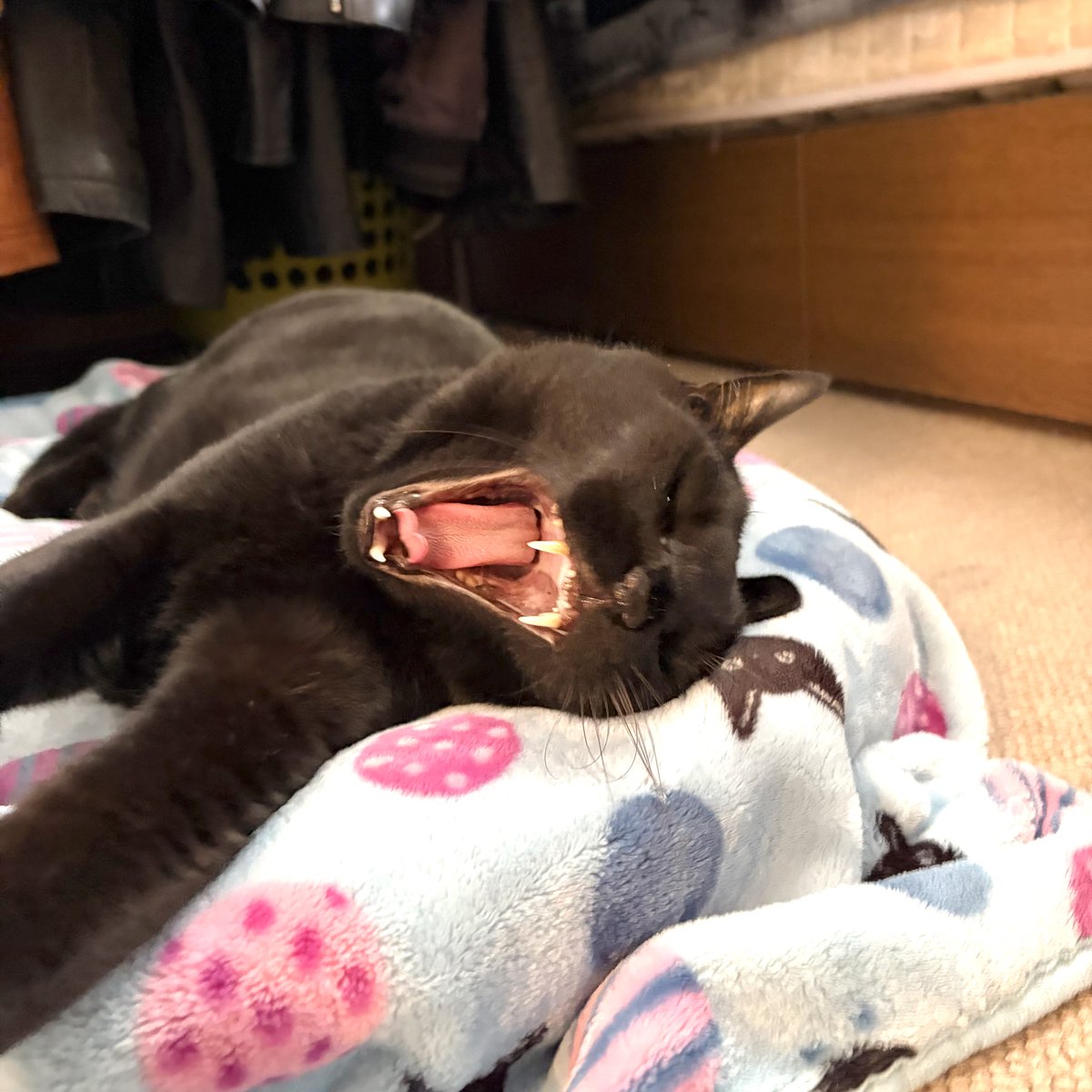 noco20260410

#ノコフォト #黒猫 #blackcat