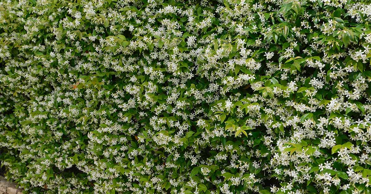 Gardeners_Path_'s tweet image. Can You Grow Star Jasmine as a Hedge? Star jasmine is a woody flowering vine for Zones 8 to 10. Is it possible to prune its trailing stems into a boundary hedge? Find out now on Gardener's Path. #gardeningtips #flowergarden #landscaping gardenerspath.com/plants/flowers…