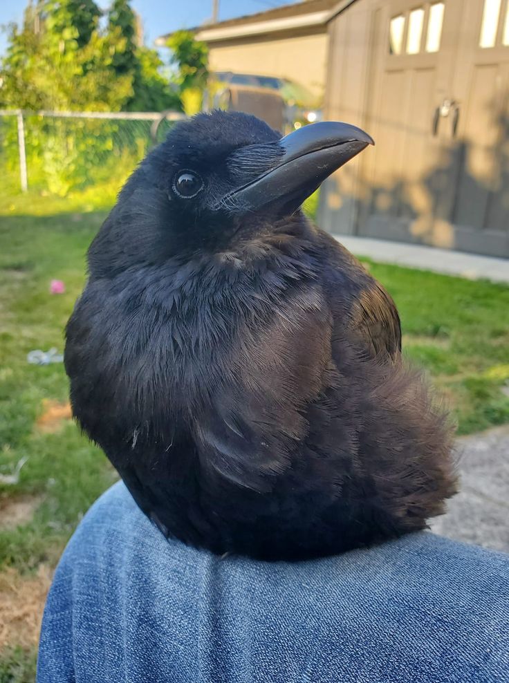 𝐉𝐮𝐜𝐚 𝐯𝐢𝐜𝐢𝐚𝐝𝐚 𝐞𝐦 𝐃𝐮𝐬𝐤𝐰𝐨𝐨𝐝 🐦‍⬛ tweet media