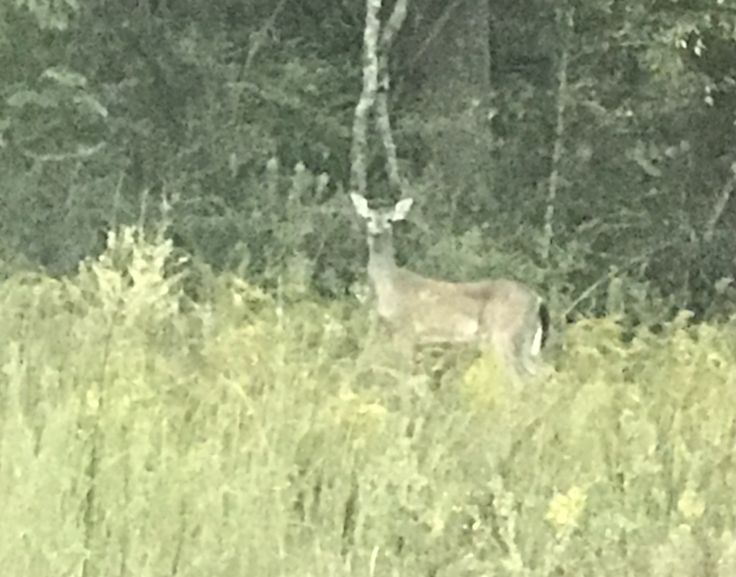 🦌 tweet media