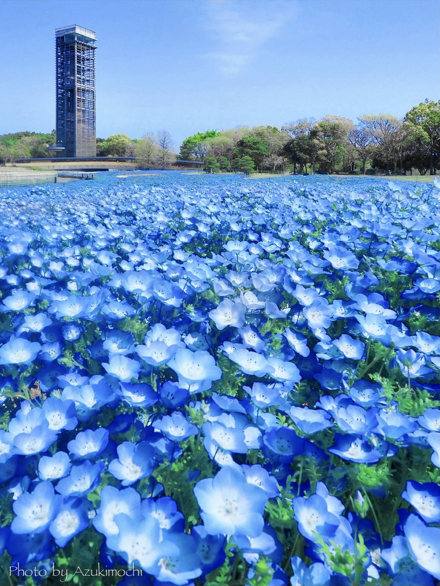 小豆餅乃部屋 ⚘ ⡱ tweet media