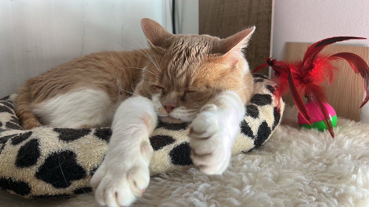 Chiriplock's tweet photo. @nyantamach222 This is Gastón Gatuzo, from Chile. He's lazy https://t.co/Fevg82nL7V