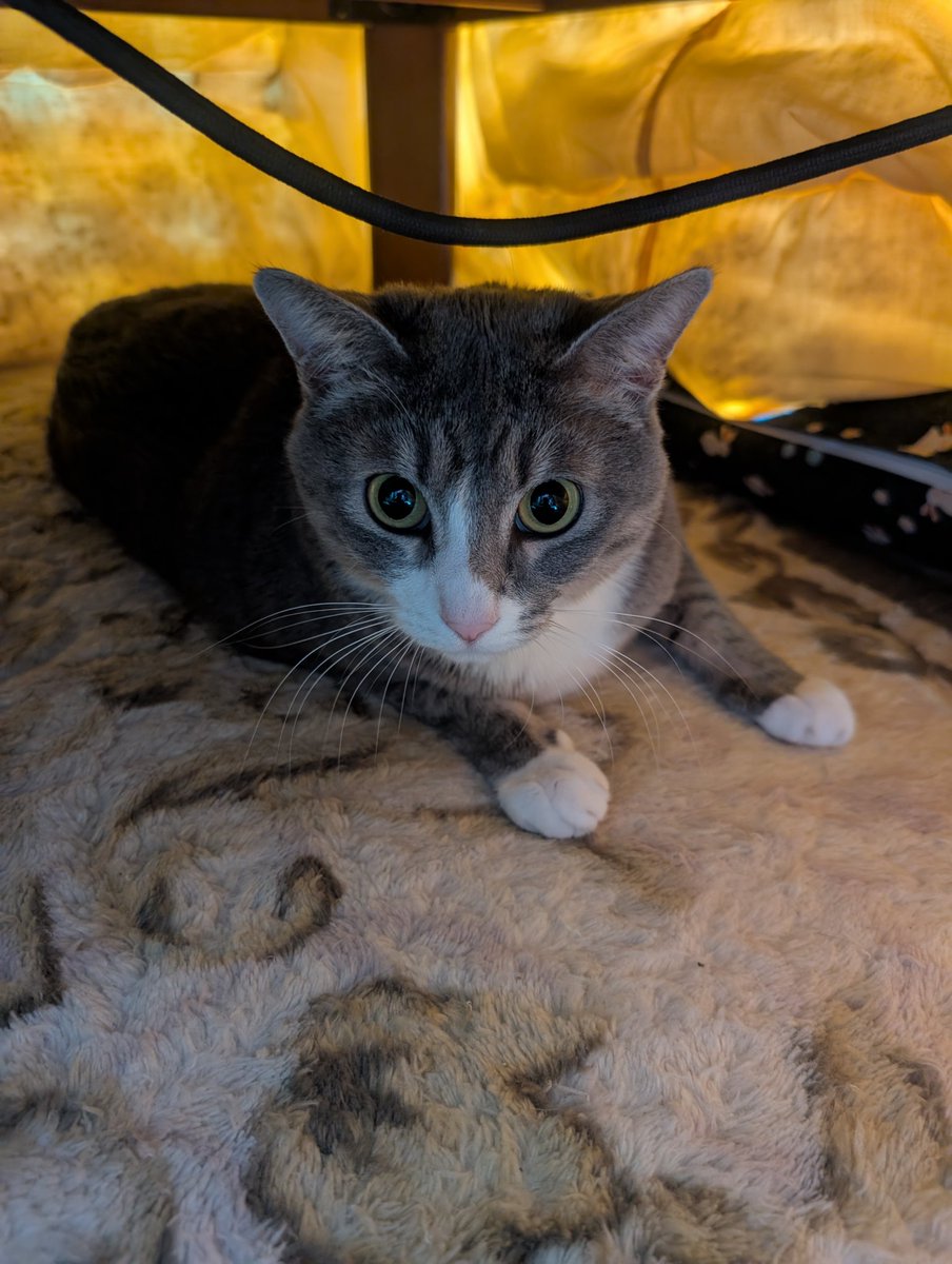 負傷中チョロ松氏 tweet media