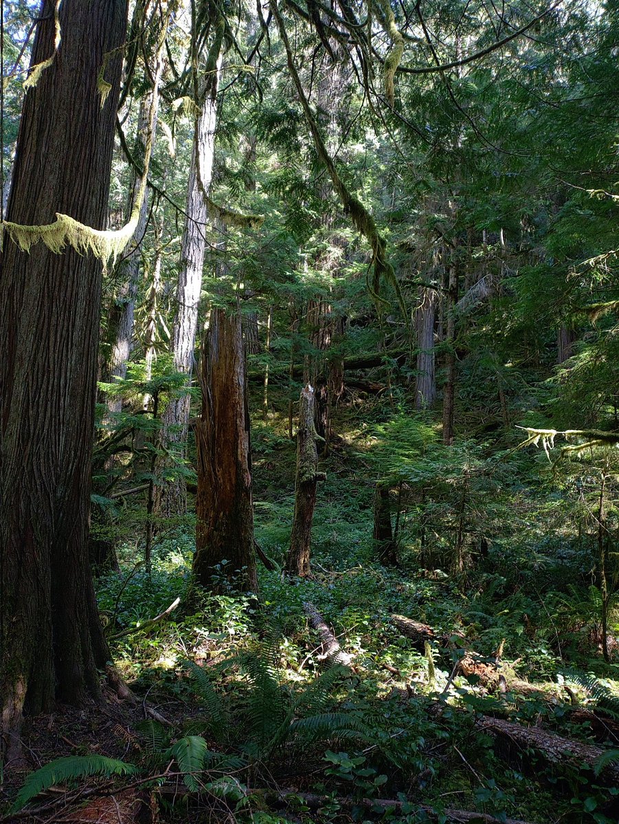 B_more_BaZ's tweet image. "There is unrest in the forest
Trouble with the trees
For the Hemlocks want more sunlight
And the Sitka Spruce ignore their pleas
The trouble with the Cedars 
(And they're quite convinced they're right)
They say the Douglas Firs are just
 #To0 lofty
&amp;amp; they grab up all the light*