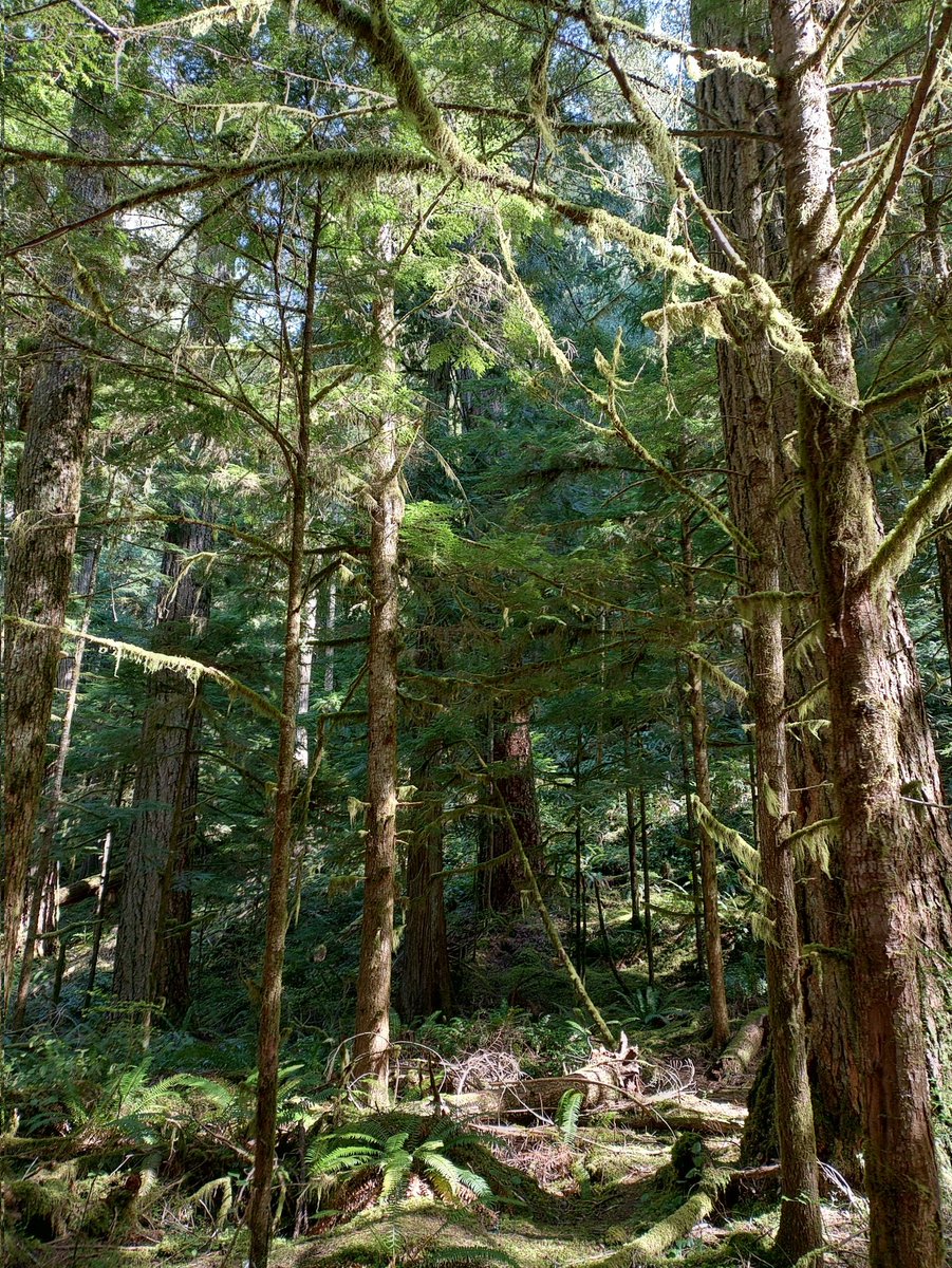 B_more_BaZ's tweet image. "There is unrest in the forest
Trouble with the trees
For the Hemlocks want more sunlight
And the Sitka Spruce ignore their pleas
The trouble with the Cedars 
(And they're quite convinced they're right)
They say the Douglas Firs are just
 #To0 lofty
&amp;amp; they grab up all the light*