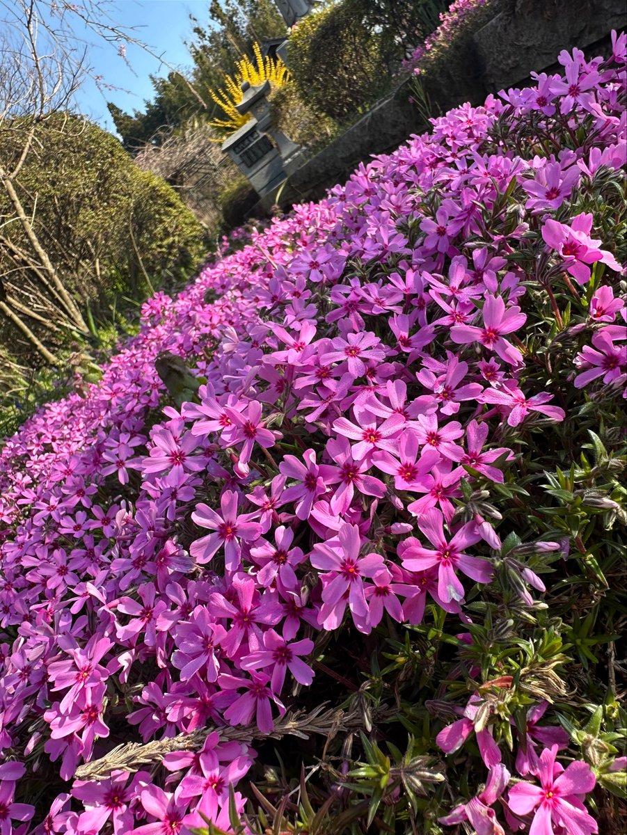 那須の長楽寺 tweet media