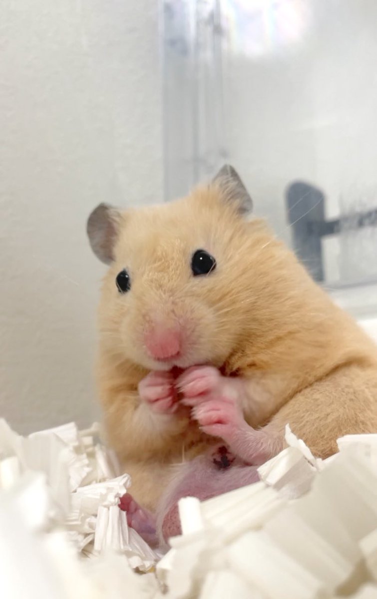 Chira/Taki (ちらたき) tweet media