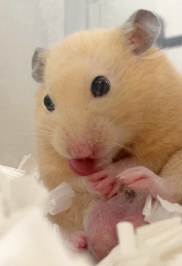 Chira/Taki (ちらたき) tweet media