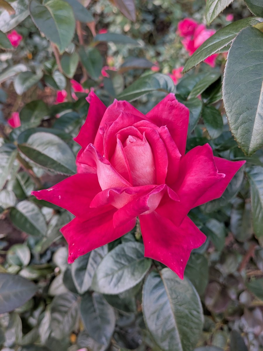 あっち tweet media