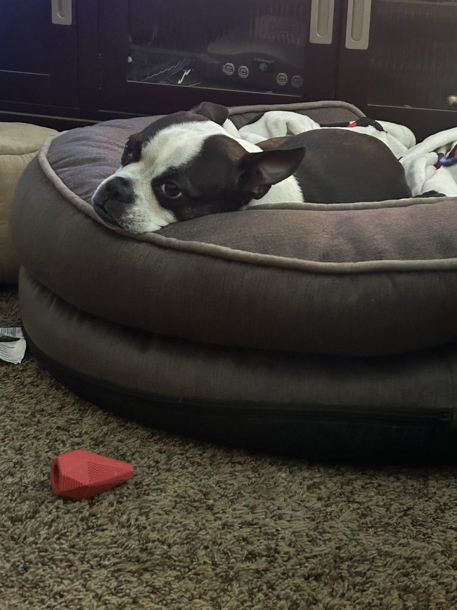 Boston Terrier Capital tweet media