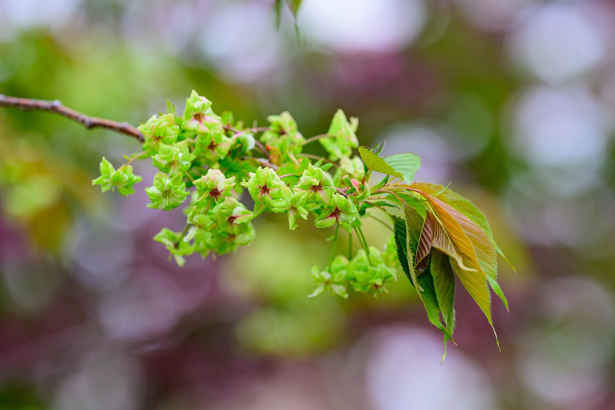 rarara1818184's tweet image. おはようございます😊🌸🌳
今日も一日よろしくお願いします😊

造幣局の桜の通り抜け。
今年の花は「御衣黄（ぎょいこう）」だそうです😊

変わってるよね？😆

珍しい黄緑色の桜の花でした😊

📷 Nikon Z6III + Z 135mm f/1.8 S Plena
#Nikon #私とニコンで見た世界 #桜の通り抜け