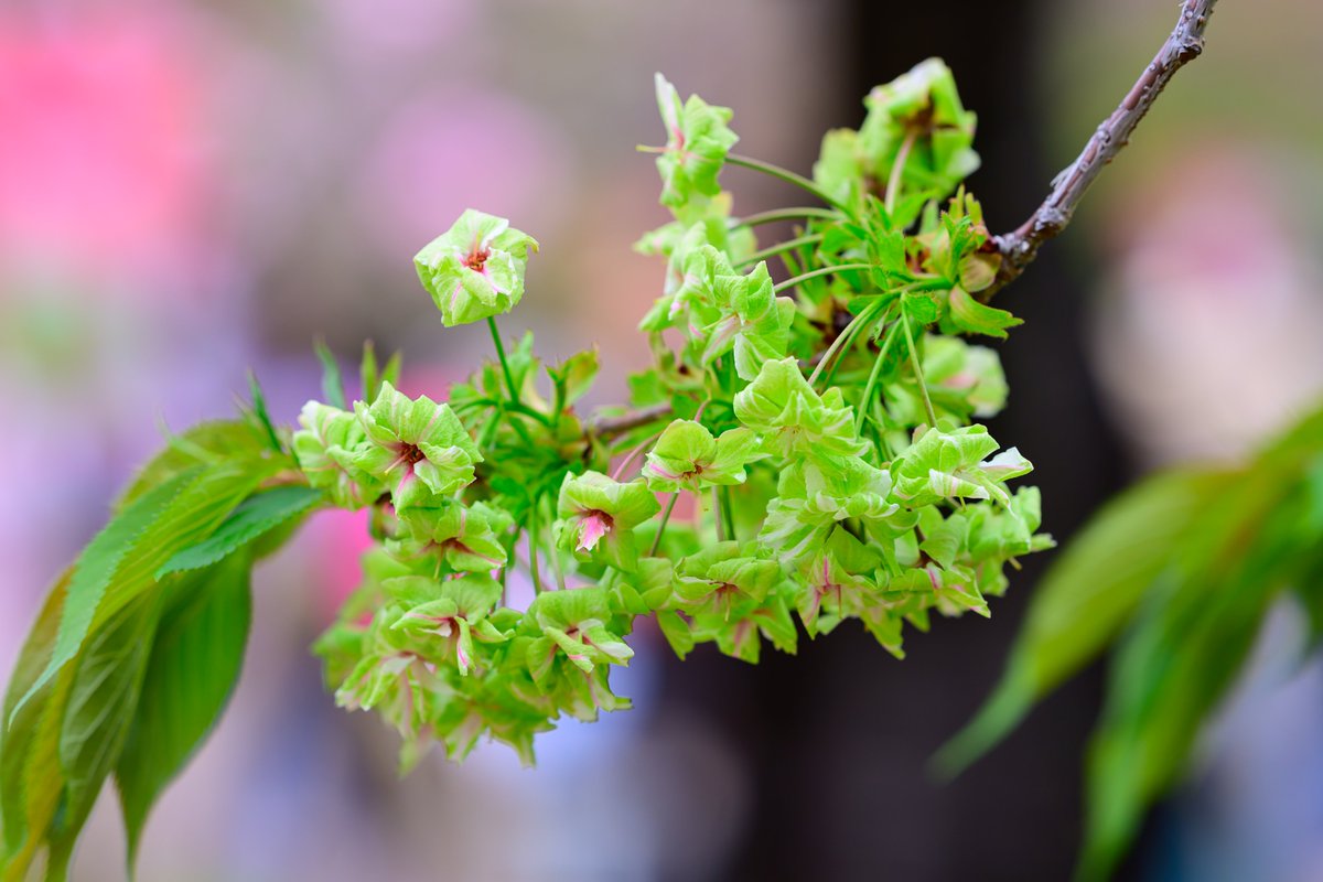 rarara1818184's tweet image. おはようございます😊🌸🌳
今日も一日よろしくお願いします😊

造幣局の桜の通り抜け。
今年の花は「御衣黄（ぎょいこう）」だそうです😊

変わってるよね？😆

珍しい黄緑色の桜の花でした😊

📷 Nikon Z6III + Z 135mm f/1.8 S Plena
#Nikon #私とニコンで見た世界 #桜の通り抜け