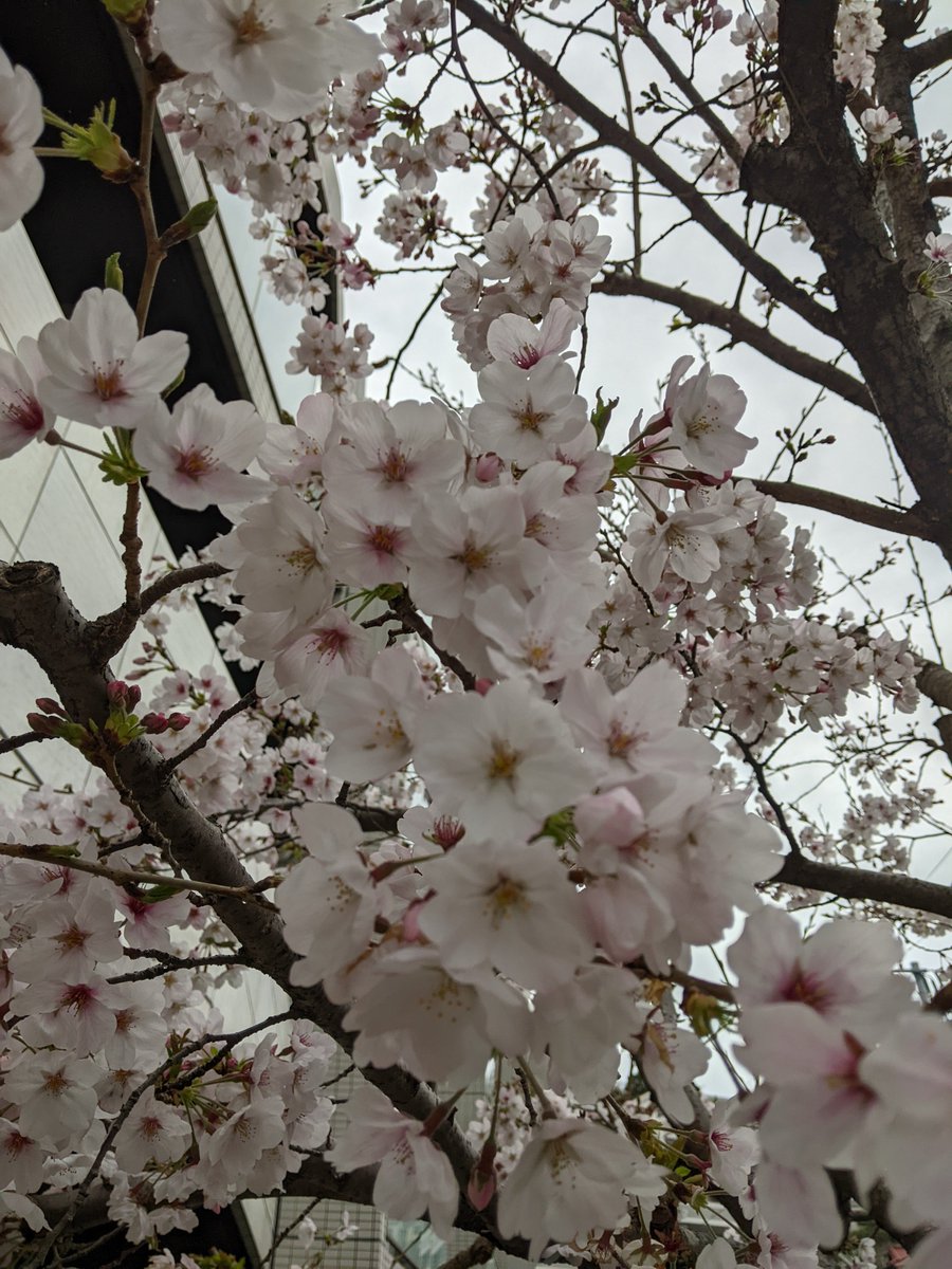 AI45056876's tweet photo. 今日から今年度の授業開始です📒

#日本電子専門学校 #AIシステム科 #授業開始 https://t.co/hXI7Udk4Km