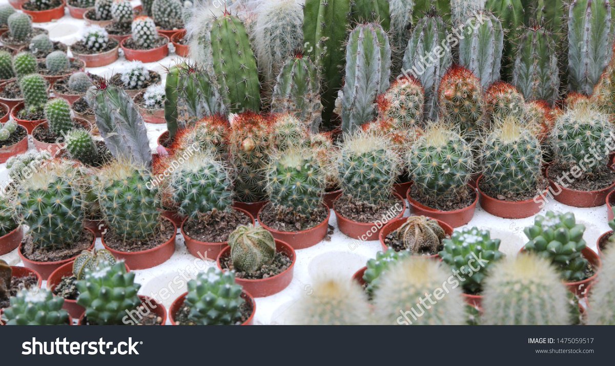 roach1987's tweet photo. When your boss says "quick check-in" but it turns into a 30-min deep dive on office plant care…  (Me pretending to know the difference between succulent soil vs. cactus mix ) https://t.co/LBpZkdraBj