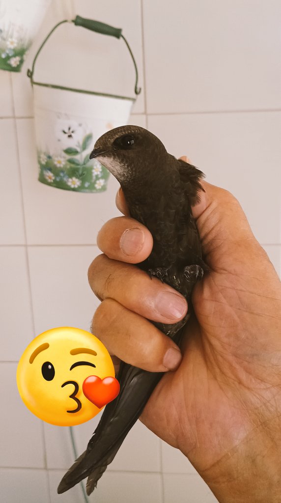 Doña Jimena Díaz tweet media