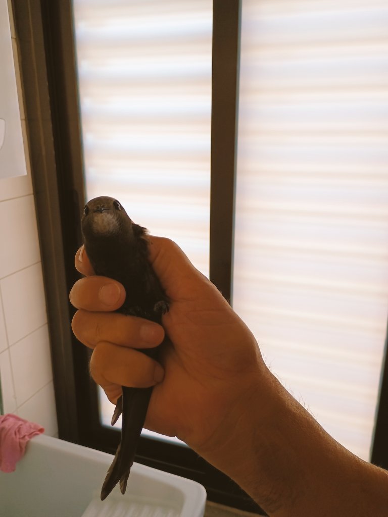 Doña Jimena Díaz tweet media