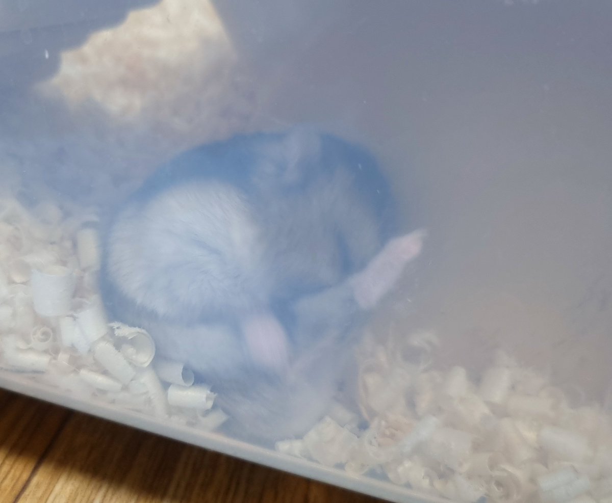 둥근햄 tweet media