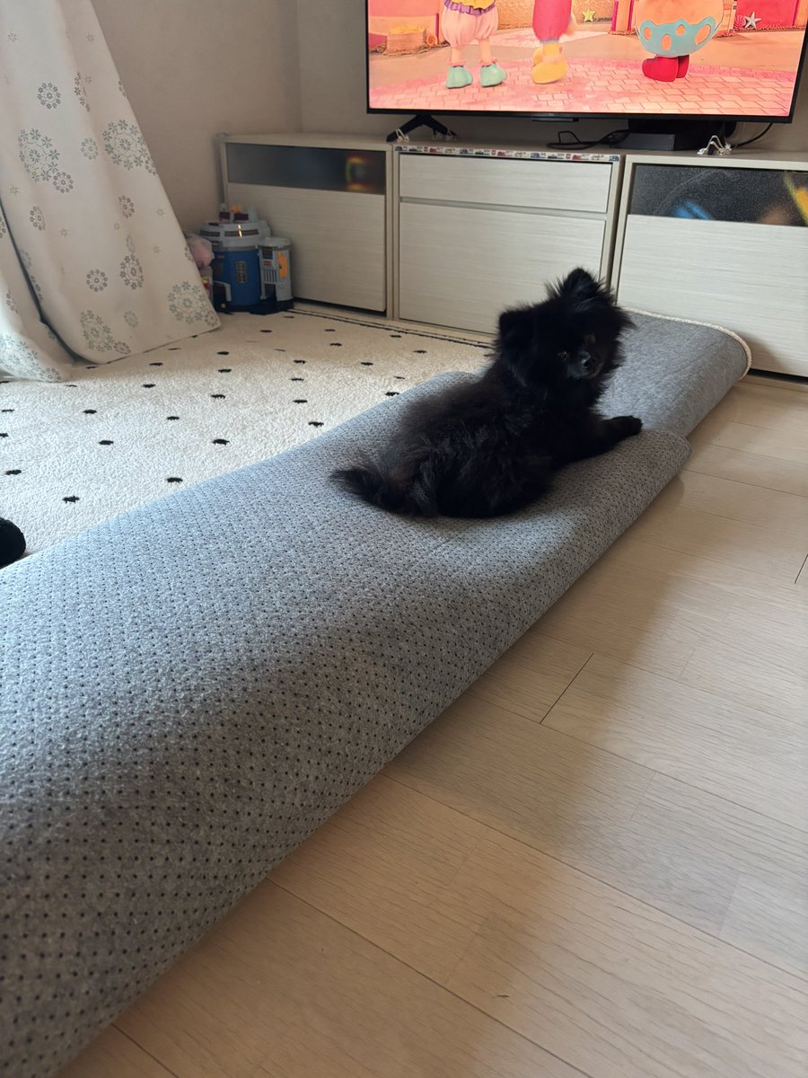 黒ポメラニアンのぷーちゃん tweet media