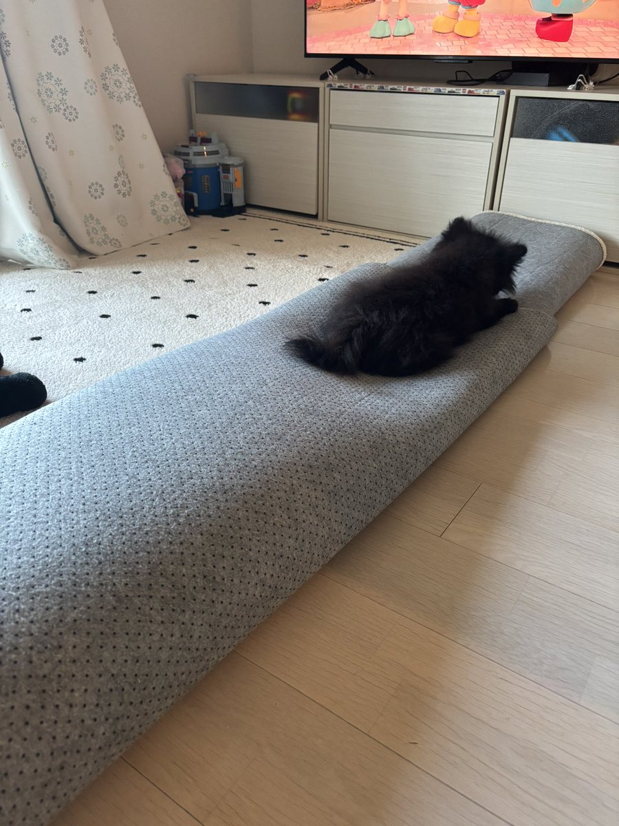 黒ポメラニアンのぷーちゃん tweet media