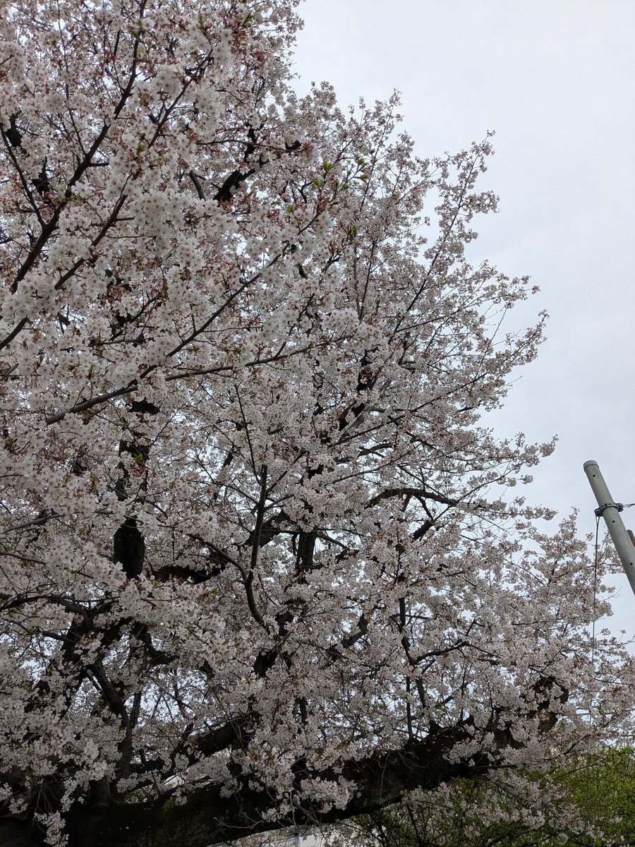 モルク/モルクワァラ tweet media