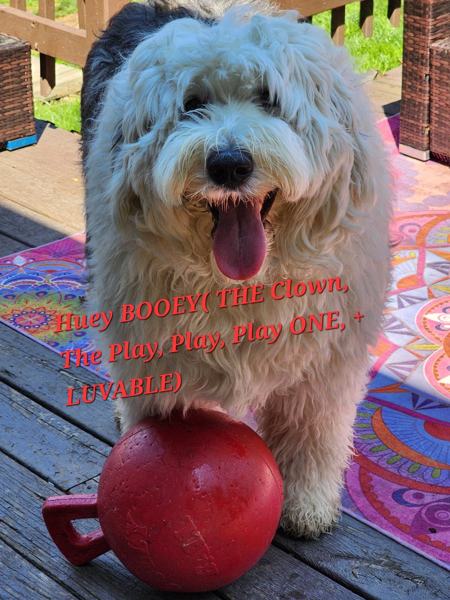 Kar22C**Hunter(GSD)**Farley(OES)***AngelDiezel*** tweet media