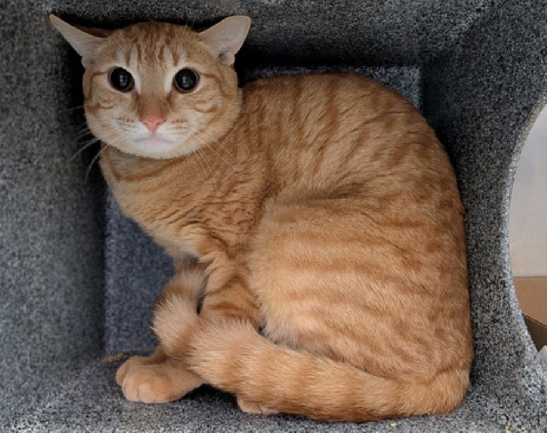 JLthekid9999's tweet image. 🆘🆘 CREAM (ID 250508), 1 YO,  MALE–  IN MANHATTAN ACC - came into the shelter as an owner surrender on 3/25/2026, with the surrender reason stated as person health - debilitating injuries.    🆘🆘 😿 😿 😿 😿

➡️TBD 4/11/26

➡️ ONLY A BABY – JUST BEGINNING LIFE

➡️ 🆘🆘  1ST