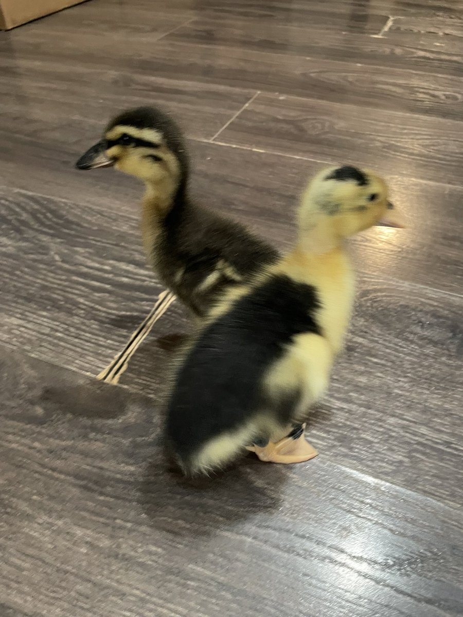 mari ˚.💐 ᵎᵎ tweet media