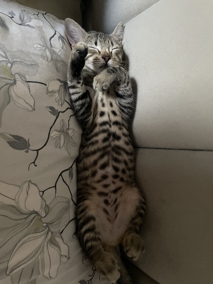 t-rexbica tweet media