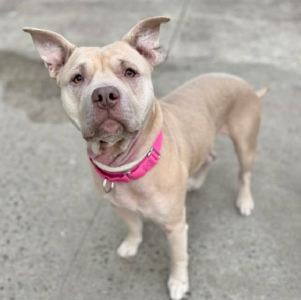MyBoxerLuvMac1's tweet image. 💔Hazel💔
#NYCACC #248559 3y
▪️Relisted TBK: 4/11💉 
▪️Kill Command cxl 4 now
#NowPubliclyAdoptable

Pound Hounds wants to save needs #Foster:
poundhoundsresq.org/fostering-appl…

Precious sweetie's💔, lost all she knew.
Initially fearful, has warmed significantly! 
Social w staff &amp;amp; blooms