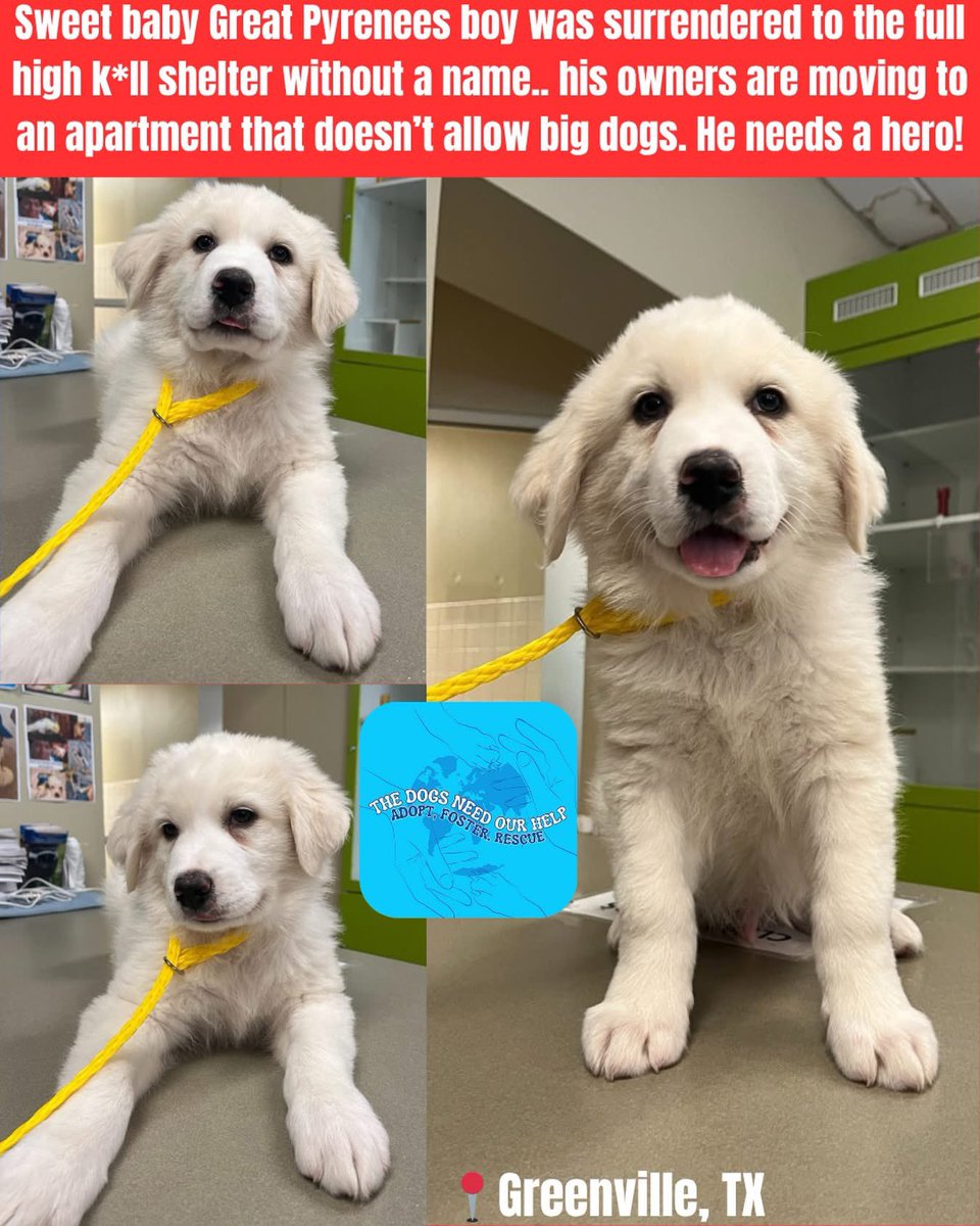 RevaliTheBerner tweet media