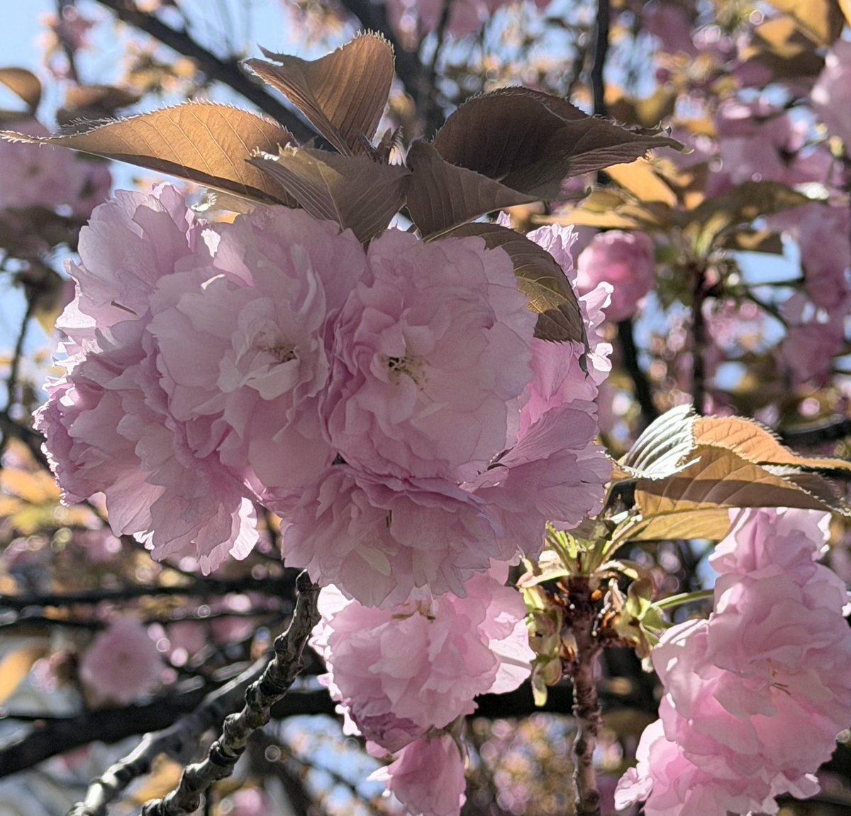 Orchestra L'âme sœur(オーケストラ・ラム・スール) tweet media