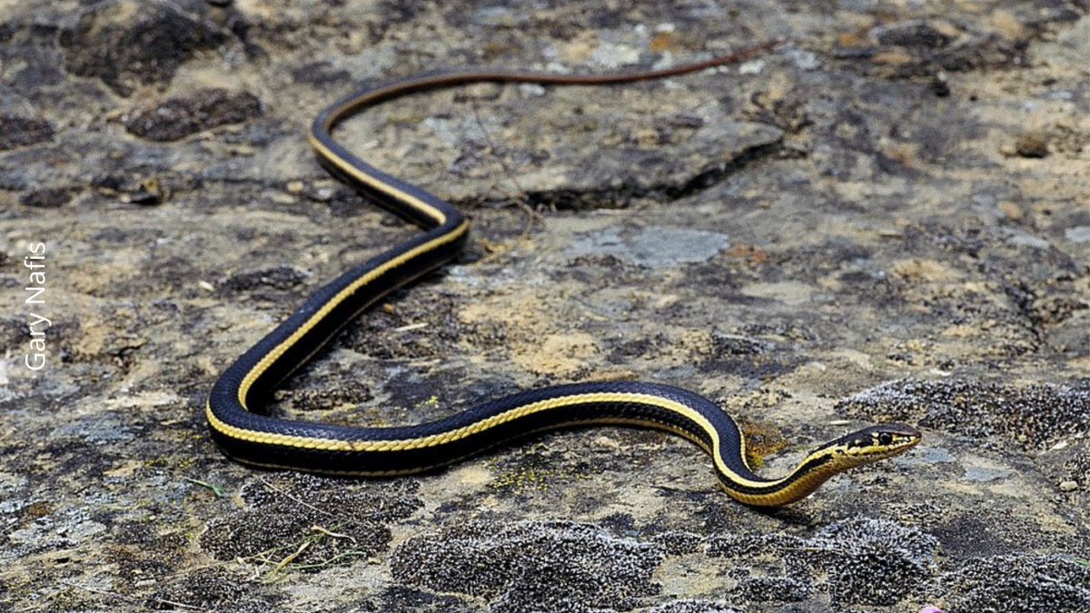 East Bay Regional Park District tweet media