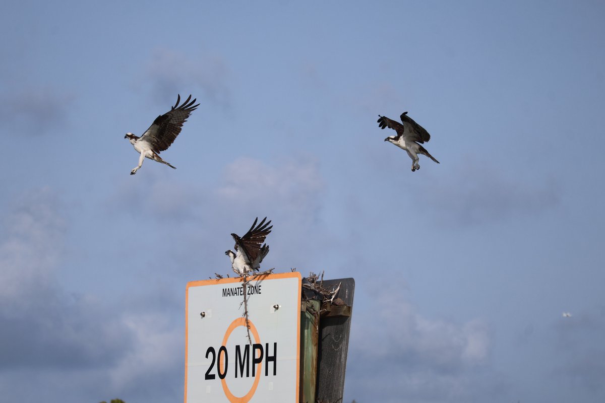 PaddleMarco's tweet photo. Ospreys were active today! #paddlemarco #upacreek #kayakmarco https://t.co/ZLqilKwZER