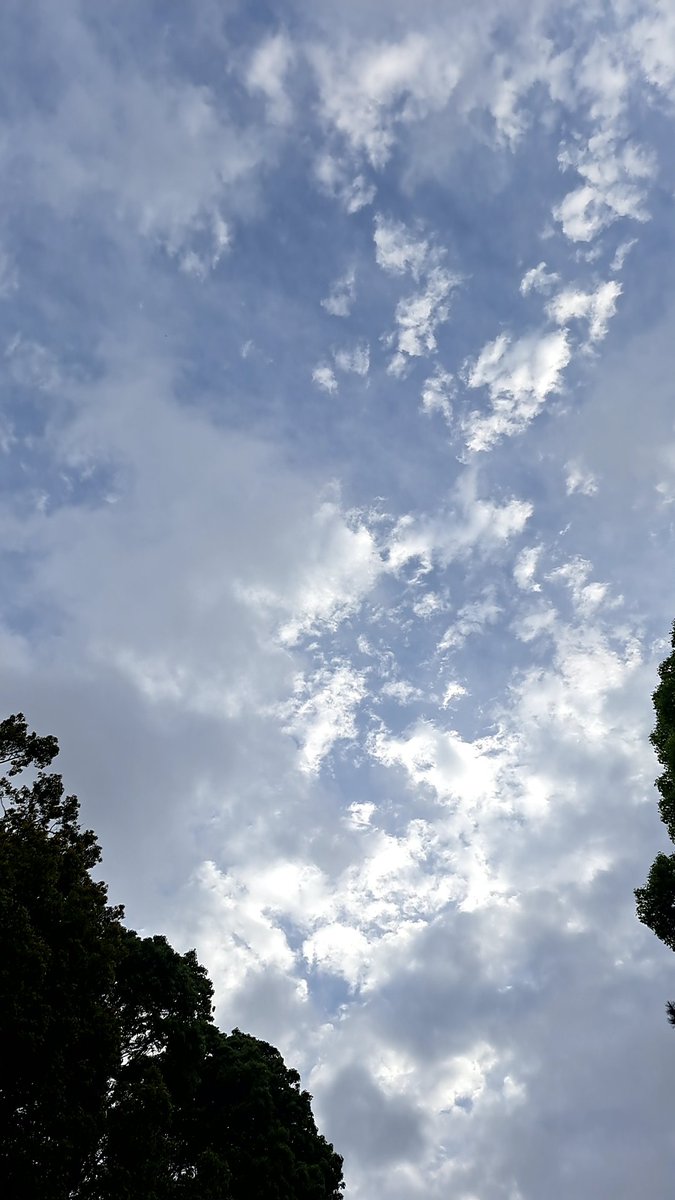 ちたま🐅🌸🌍️🥚 tweet media