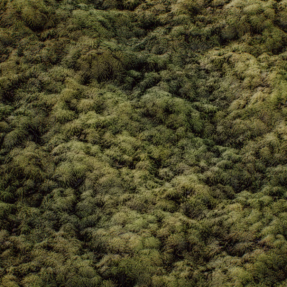 ConnorStanley93's tweet image. Gave moss a shot in #substancedesigner