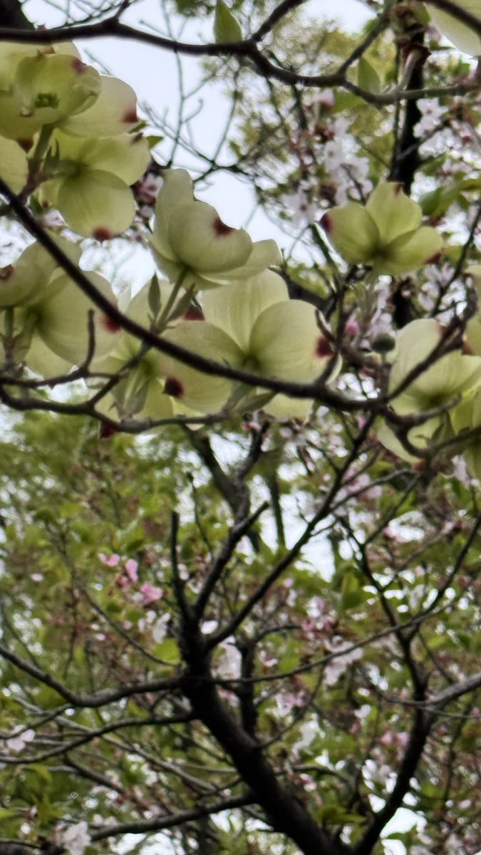 ろく(痛風持ち んがっ❗) tweet media