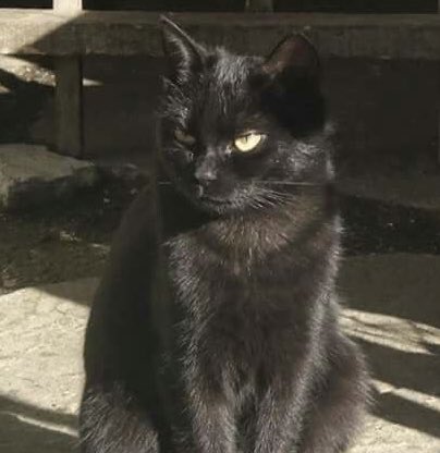 professional cat-ifyer of the HR cast tweet media