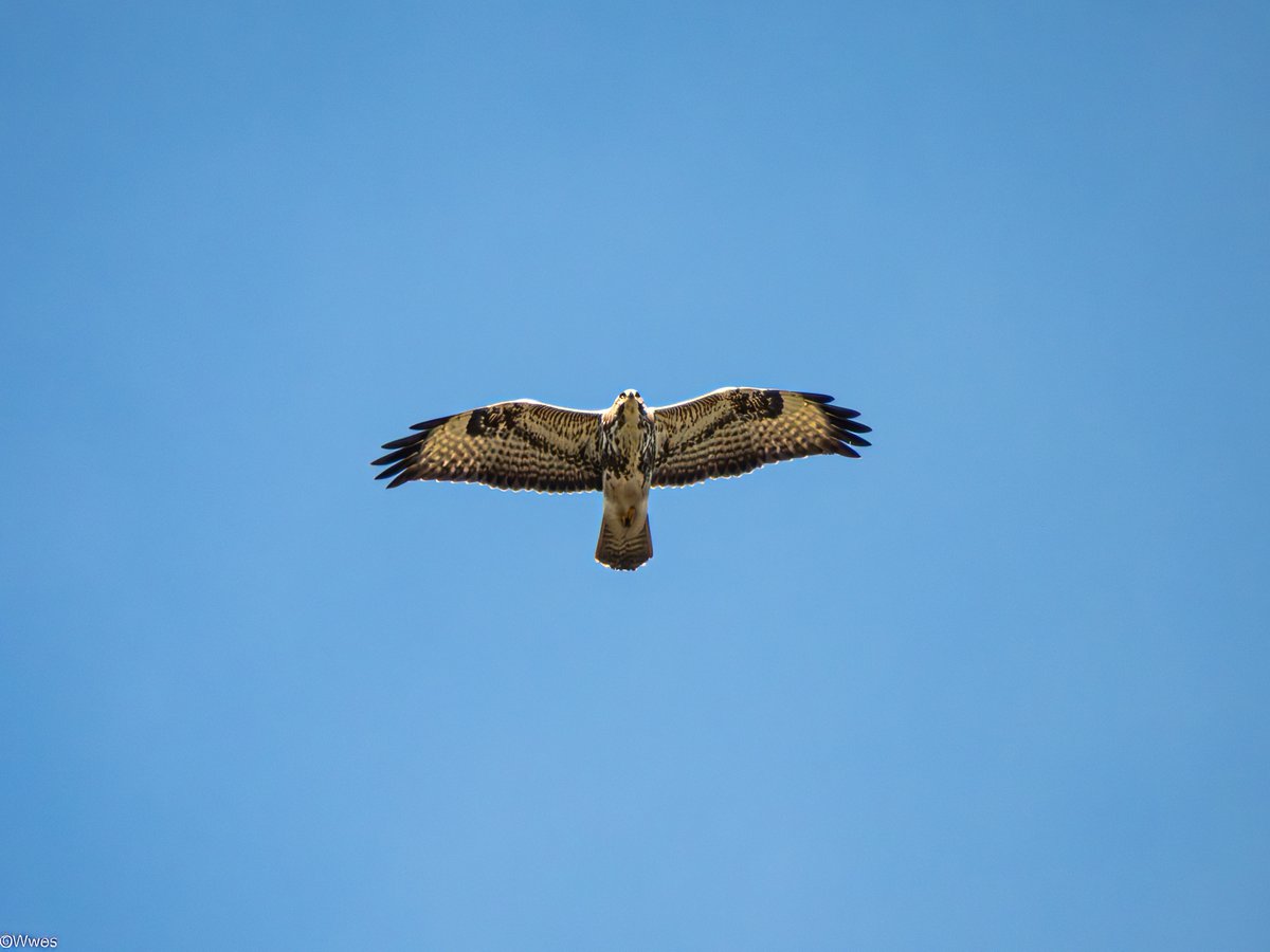 wesleyb1989's tweet image. Some #NLbirdspot s 

#Nikon #P950 (Feb / Mar / Apr 2026)