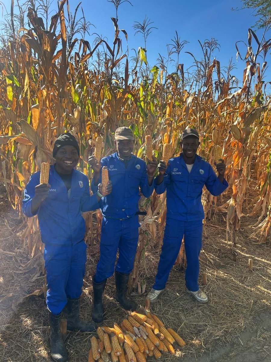 FfFarming's tweet photo. First pfumvudza plot (16mx39m) on what used to be a car parking yielded 694kgs at the Crown Innovation Centre in Paarl, South Africa 🌽 👨‍🌾 🙌 . Certainly enough to feed a family for a year! #foundationsforfarming https://t.co/xzSLz0zLKY