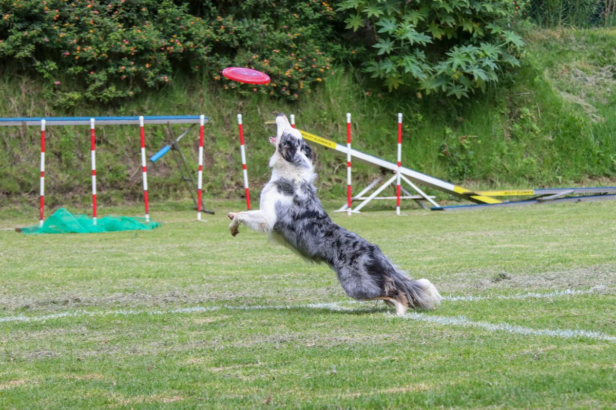 Infomedia 593 tweet media