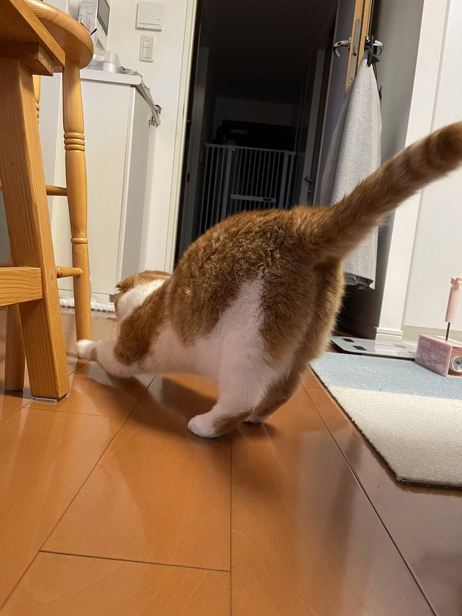 ぬこの麦との生活 tweet media