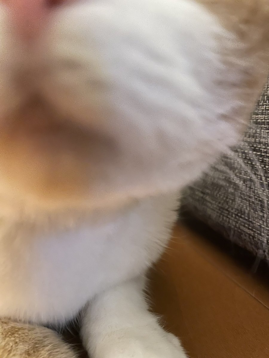 ぬこの麦との生活 tweet media