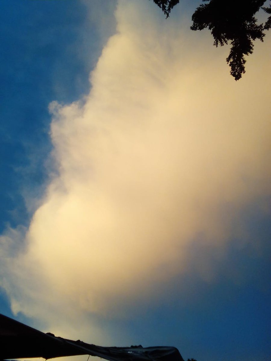 Angy_pollito amarillo tweet media