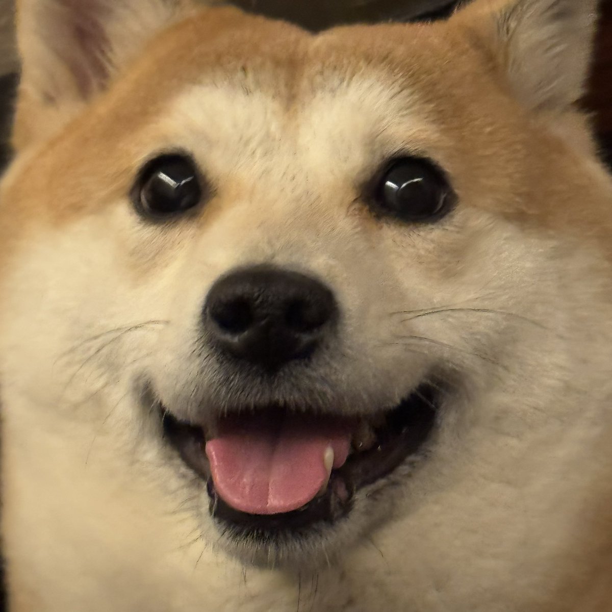 RickWang tweet media