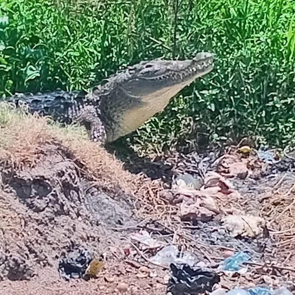 🚨🐊 ALERTA EN SAN MIGUEL: REPORTAN COCODRILO MERODEANDO CASERÍO

⚠️ Habitantes del caserío Casa Mota, cantón El Brazo, en el distrito de San Miguel, reportaron la presencia de un enorme cocodrilo en la zona.

📹: Diario TRV