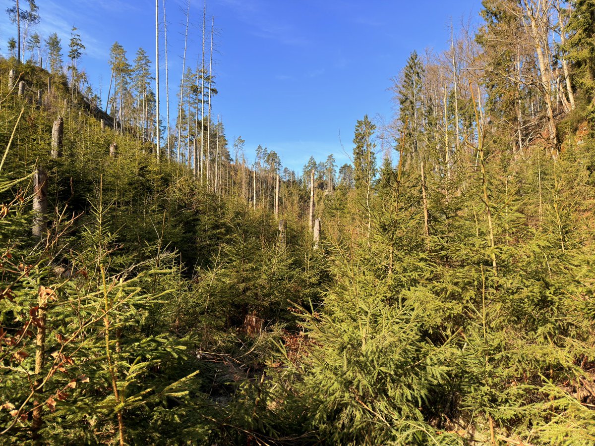 ceskeparky's tweet photo. Kam o víkendu?

 👉 Na úplně novou trasu mezi Českem a Německem. Přijďte ji projít jako jedni z prvních. 🌿

Příroda po požáru píše nový příběh.

https://t.co/RL9tYQgzN2

#blog #akce #příroda #ceskesvycarsko #ceskeparkycz https://t.co/OrENhuQCvB
