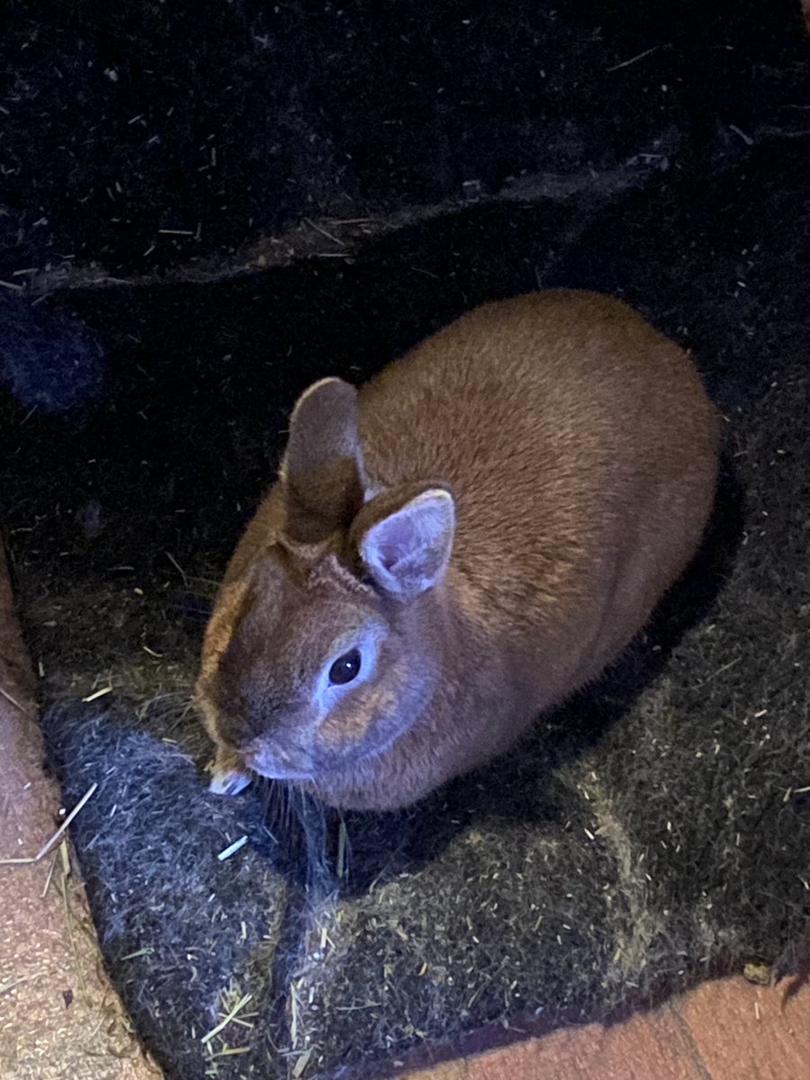 liberal & anarchist tweet media