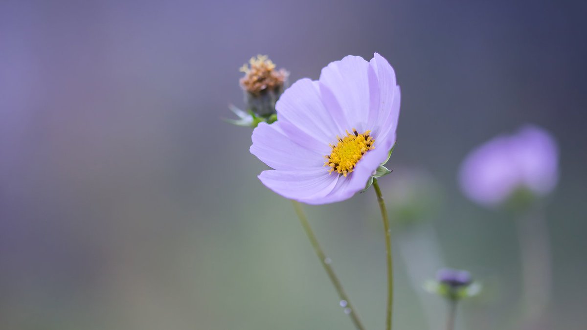 Amit Dabas tweet media