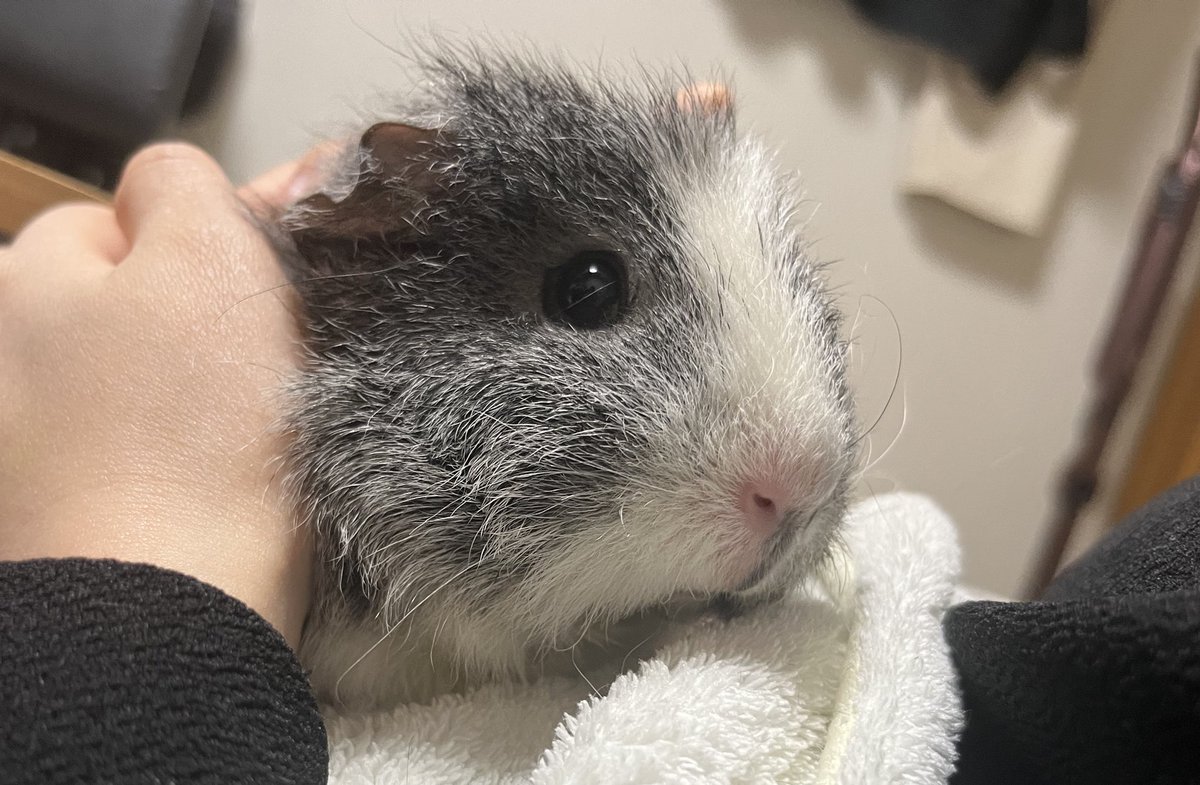 蟹場/ぼこぺん tweet media