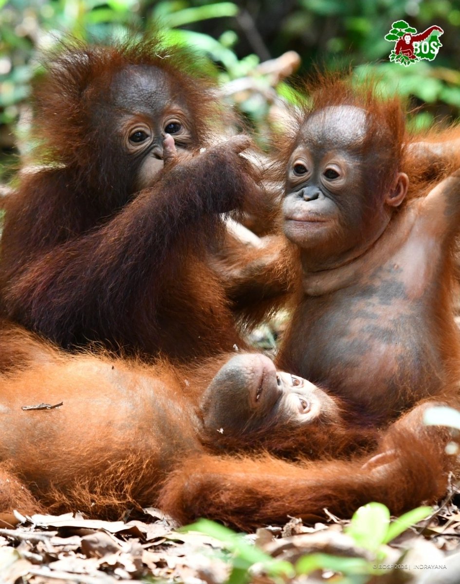 Kitty 🦧 tweet media